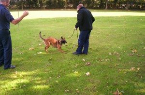 'General Purpose' Police Dogs - Regan's Dog Training