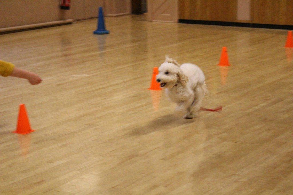 'Clever Dogs Training Club' - 03.06 (246)