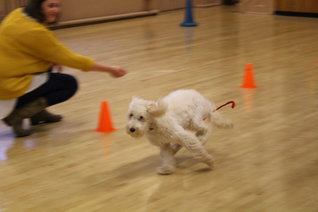 'Clever Dogs Training Club' - 03.06 (247)
