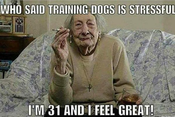 Dog Training Stress !!